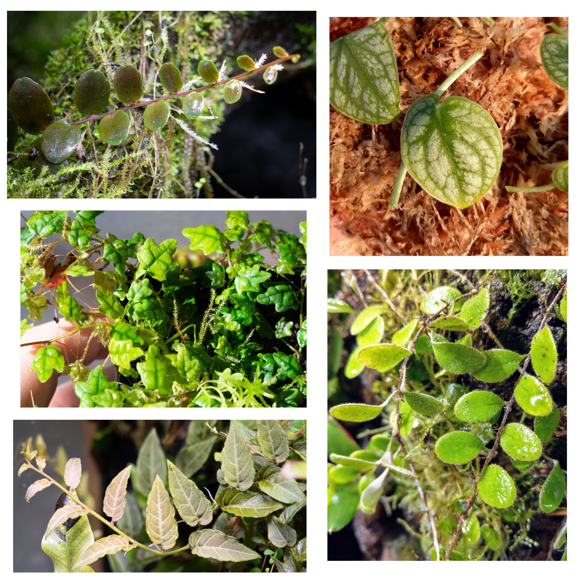 5 Species Creeper/Climber Plant Package / Vivarium / Terrarium Etsy