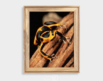 Ranitomeya summersi ‘Sauce’ [Photo Print] Poison Dart Frog