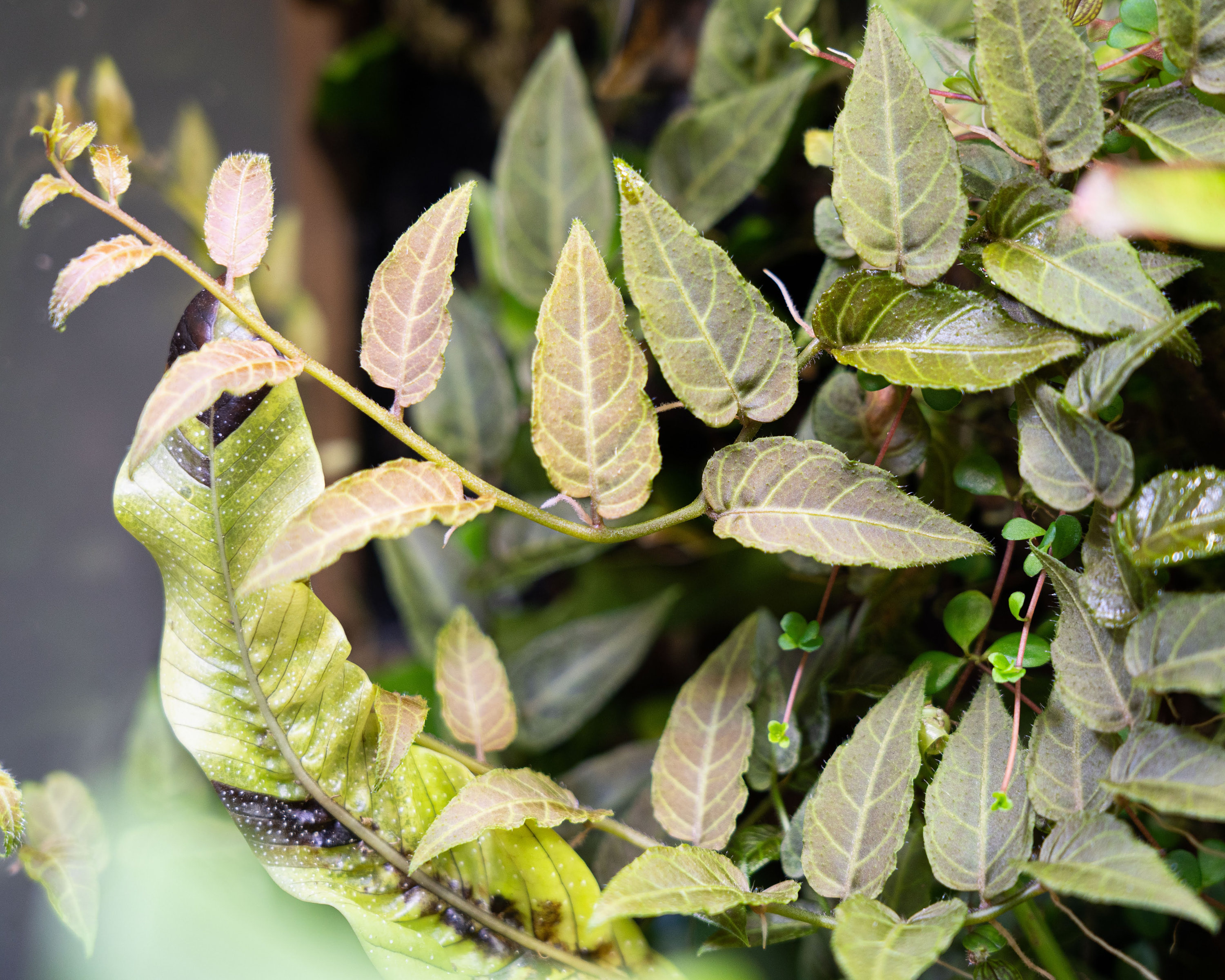 5 Species Creeper/Climber Plant Package / Vivarium / Terrarium Etsy