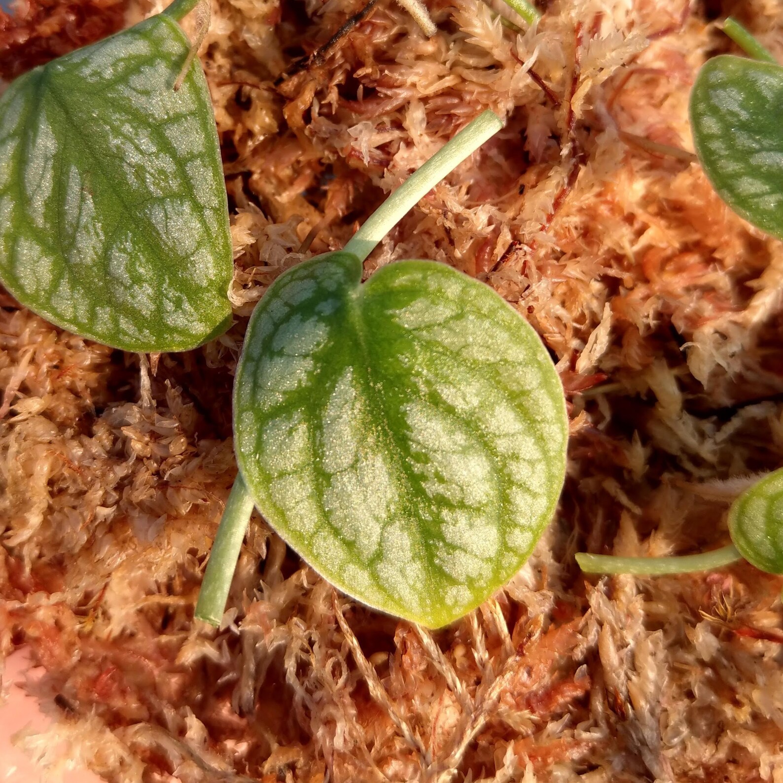 5 Species Creeper/Climber Plant Package / Vivarium / Terrarium Etsy