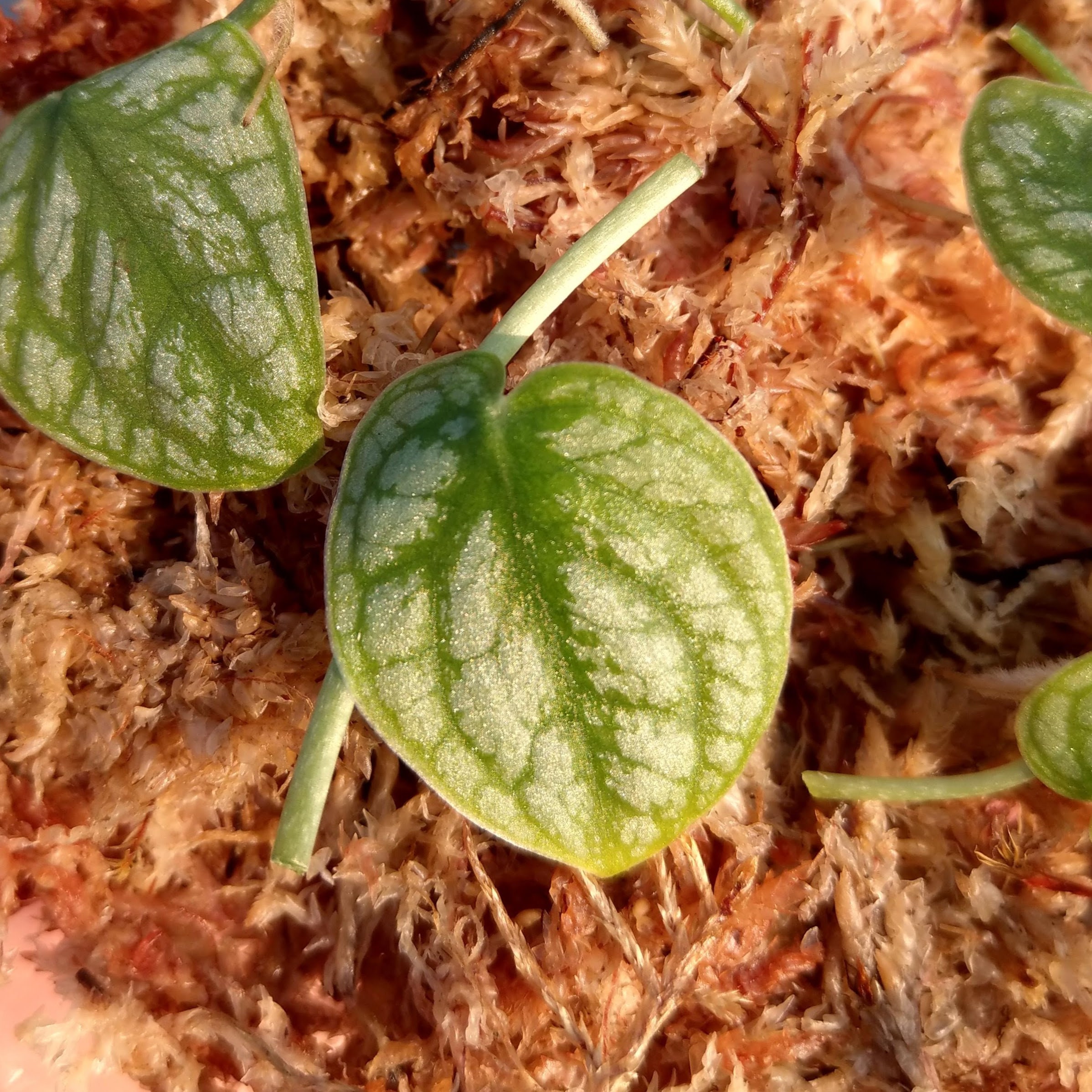 5 Species Creeper/Climber Plant Package / Vivarium / Terrarium Etsy