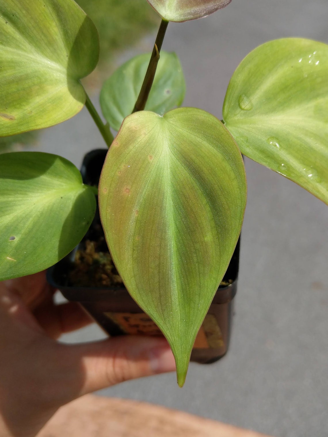 Philodendron camposportoanum / Well Established / Vivarium / | Etsy