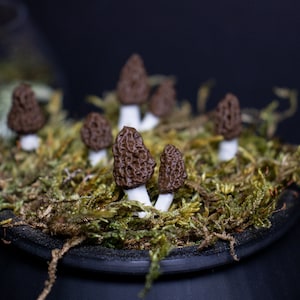 Morchel Pilz Pflanzenstecker | Terrarium Dekoration
