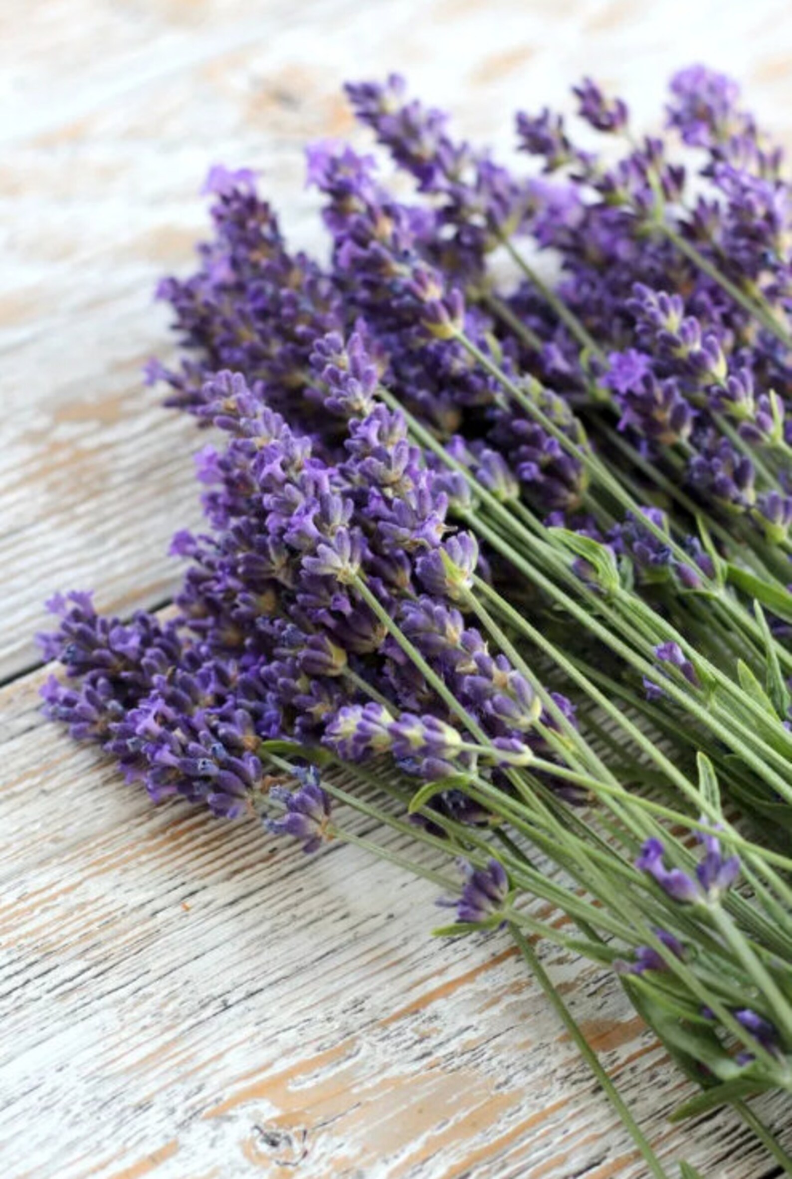 Lavender Organic Seeds 150 lavender plant seeds lavender Etsy