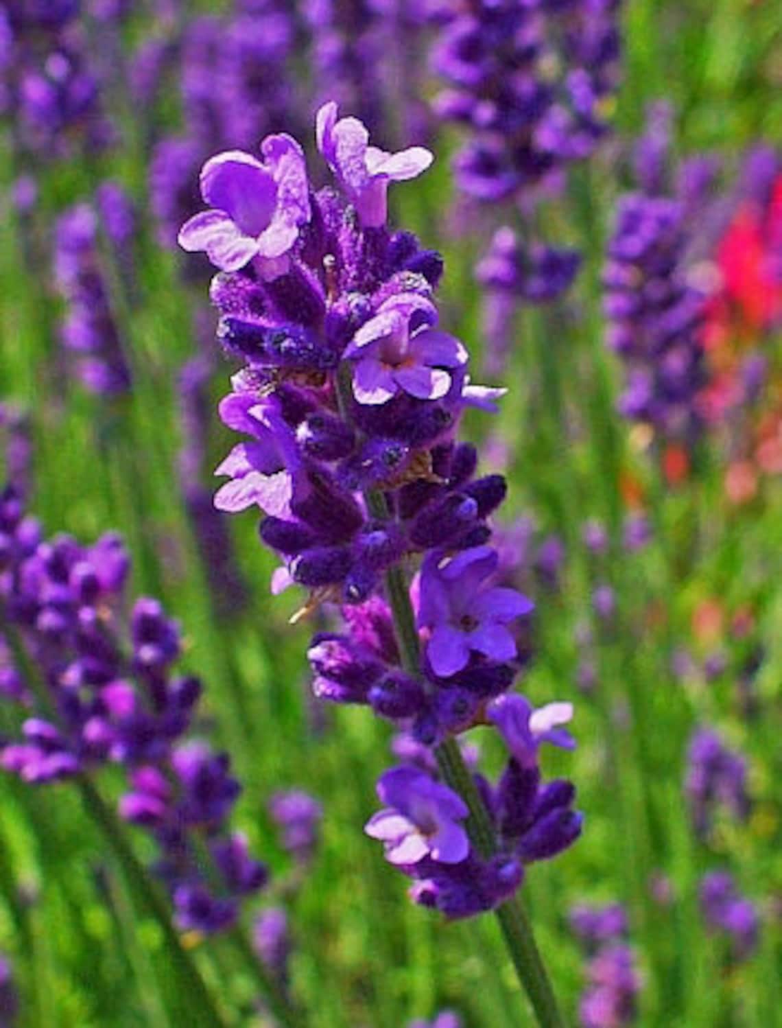 Organic Lavender Plants