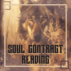 Può includere: Un primo piano del muso di un lupo con occhi dorati, su uno sfondo di erba alta e secca. Il testo "SOUL CONTRACT READING" è sovrapposto all'immagine in un carattere nero e grassetto.