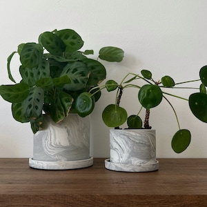 Puede incluir: Dos plantas en maceta con hojas verdes en macetas de mármol blanco con platillos a juego sobre una estantería de madera marrón oscura.