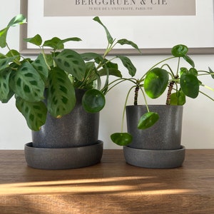May include: Two potted plants on a wooden shelf. The plant on the left has large, green leaves with a pattern of lighter green spots. The plant on the right has round, green leaves. Both plants are in gray pots with matching saucers.