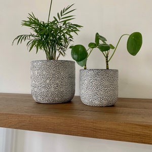 May include: Two potted plants in white ceramic pots with a black and white floral pattern. The pots are sitting on a wooden shelf.