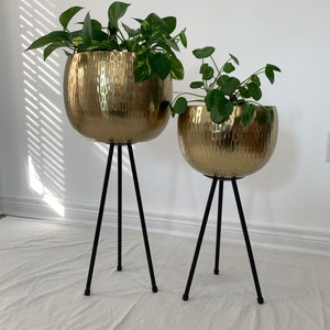 May include: Two gold metal plant pots with black metal tripod stands. The larger pot has a leafy green plant and the smaller pot has a rounder, green plant.