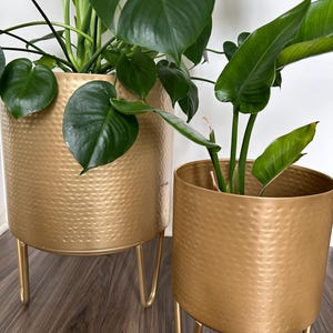 Puede incluir: Dos maceteros cilíndricos de metal dorado con textura martillada, cada uno sostenido por tres patas delgadas de horquilla del mismo color. El macetero más grande a la izquierda contiene una planta verde, mientras que el más pequeño a la derecha también tiene una planta.