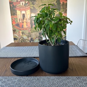 Peut inclure: Un pot de fleurs cylindrique en céramique noir mat accompagné de sa soucoupe circulaire assortie. Une plante verte à feuilles multiples et aux tiges nombreuses est installée dans le contenant, avec un feuillage pointu et de la terre visible.
