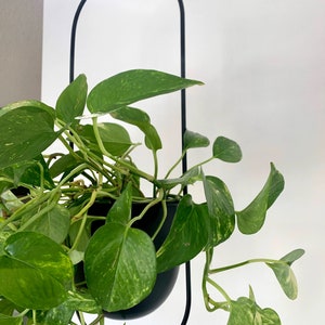 May include: A black metal hanging planter with a green potted plant. The plant has variegated leaves and is hanging from a chain.