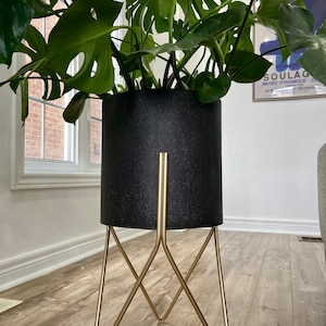 May include: A large green Monstera plant in a black planter pot with a gold metal stand. The plant is in a room with a window and a white wall.