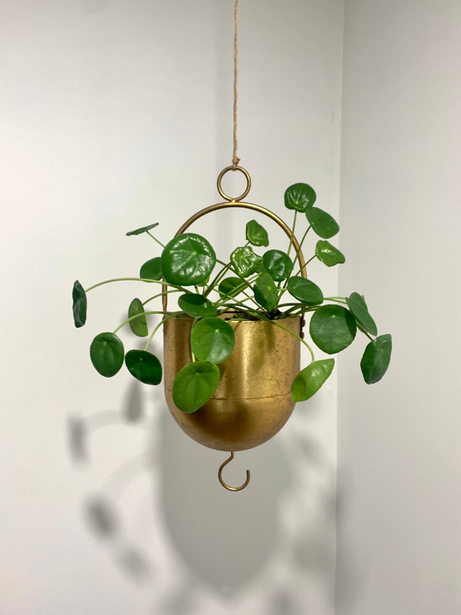 bunnings philodendron pink princess Philodendron 'Pink Princess'  Green Acres Nursery & Supply