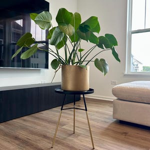 May include: A large green Monstera plant in a cylindrical gold-toned planter with a subtle geometric pattern, resting on a black circular plant stand featuring three slender legs with gold-colored tips and a black metal top surface.