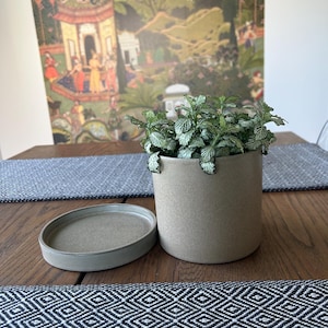 May include: A cylindrical matte beige ceramic planter containing a small Fittonia plant with green and white veined leaves, accompanied by a matching circular saucer placed beside it on a wooden surface with a textured finish.