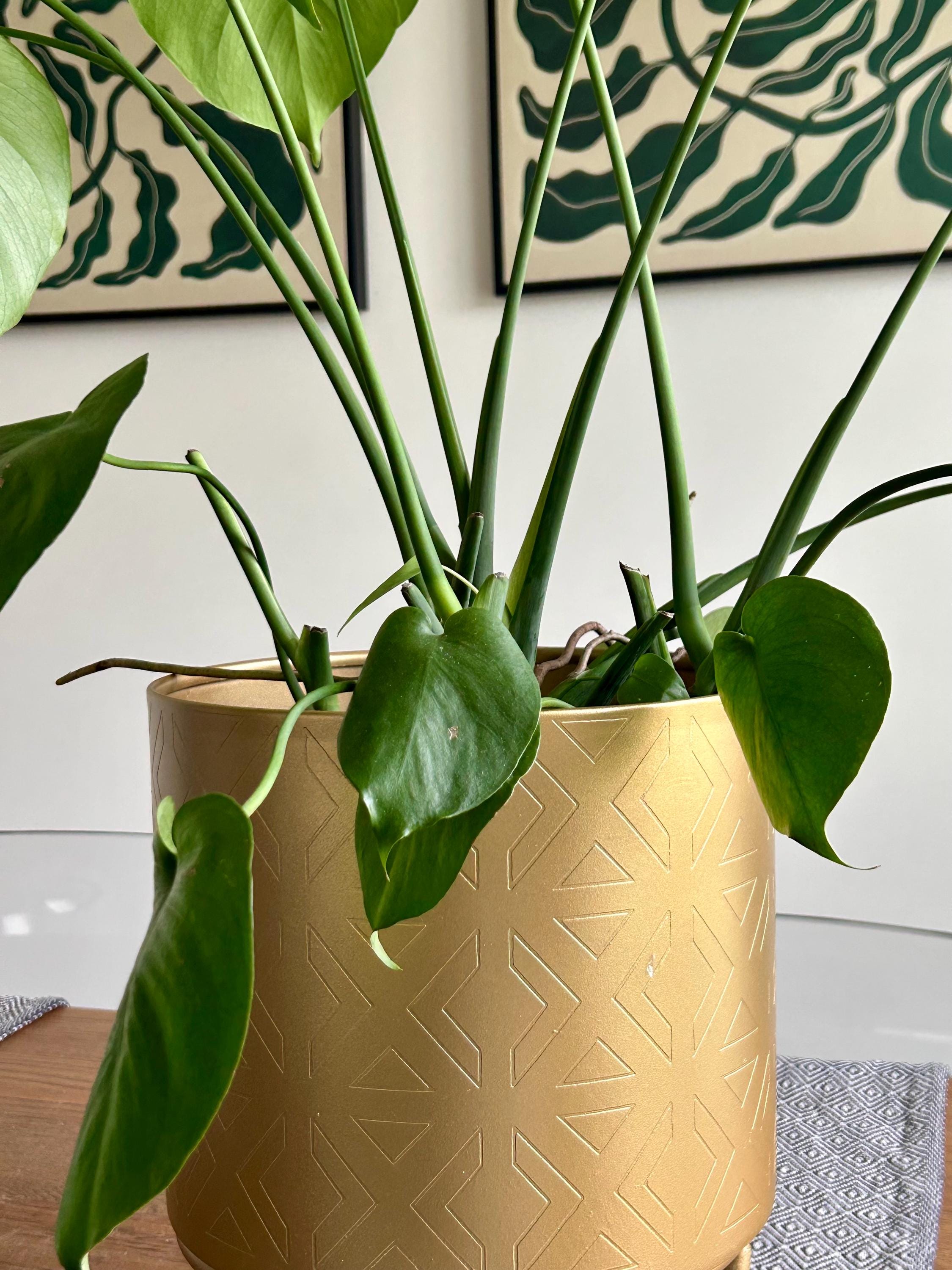 Set Di 2 Portavasi In Metallo Di Forma Esagonale Supporto Nero Per Piante In 2 Altezze Diverse Con Coprivaso In Color Oro 82719312