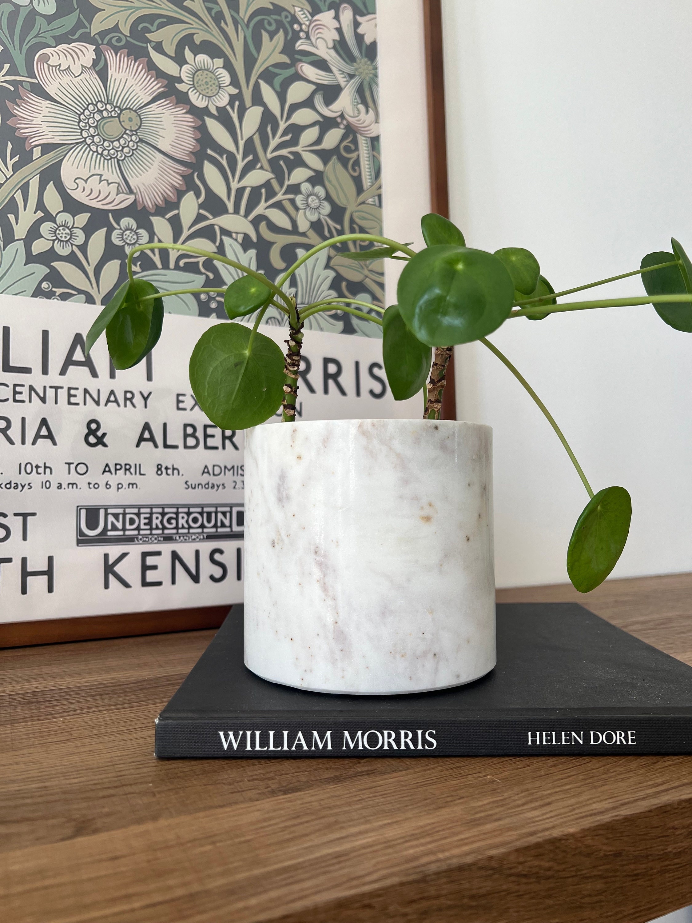 allure anthurium Anthurium 'Alexa Allure' – The Plant Broker