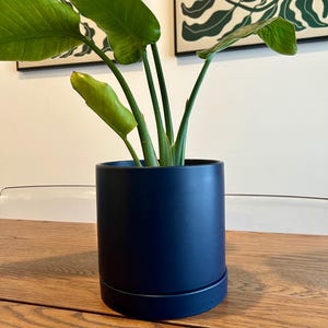 Può includere: Una pianta di uccello del paradiso in un vaso cilindrico blu navy con un sottovaso abbinato. La pianta ha grandi foglie verdi ed è posta su un tavolo di legno. Due stampe artistiche incorniciate con disegni di foglie verdi sono sullo sfondo.