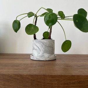 Puede incluir: Una planta verde con hojas redondas en una maceta de mármol blanco con un platillo a juego. La maceta tiene un patrón de remolino gris y blanco.
