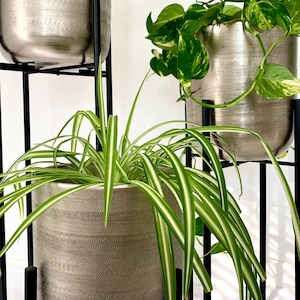 Peut inclure: Support de plantes à trois niveaux avec des pots en métal argenté et un cadre en métal noir. Les pots contiennent des plantes vertes avec des panachures blanches et jaunes. Le support est contre un fond blanc.