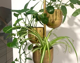 flowering spider plant Starlight Spider Plant – Jardineries Botanix main image 0