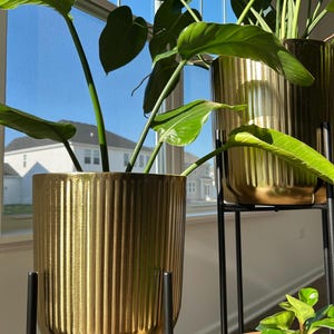 Puede incluir: Dos maceteros cilíndricos de tono dorado con texturas acanaladas verticales, cada uno sostenido por un soporte de metal negro. Los maceteros contienen plantas verdes grandes con hojas anchas y tallos largos cerca de una ventana.