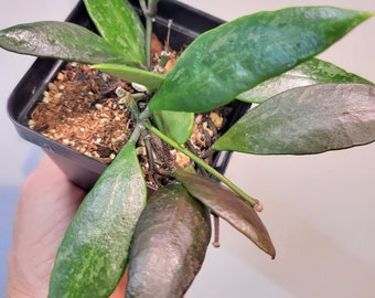 Hoya memoria (gracillis) - Wax Plant -  2.5" pot