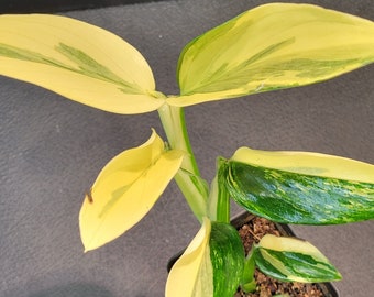 Monstera standleyana 'Aurea Variegata'- 2.5" plant