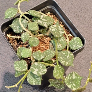 Hoya curtisii- Miniature Trailing Hoya -  2.5" pot