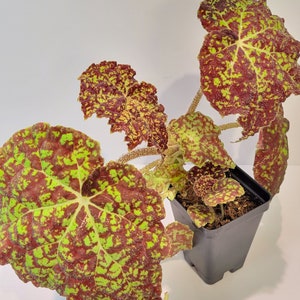 Begonia 'Marmaduke' (Rhizomatous) - 2.5" pot