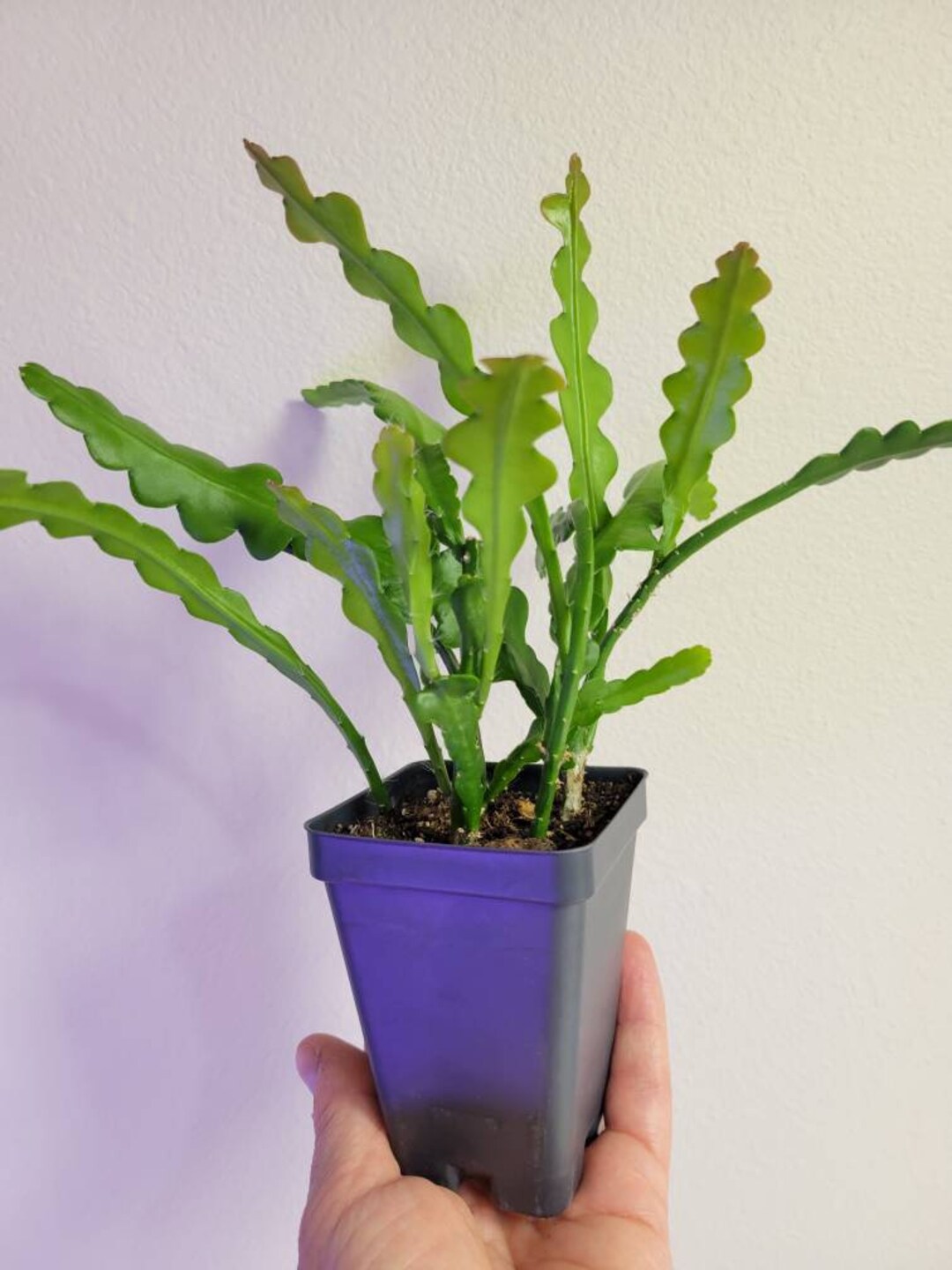 Ric Rac Orchid Cactus Epiphyllum Anguliger Etsy