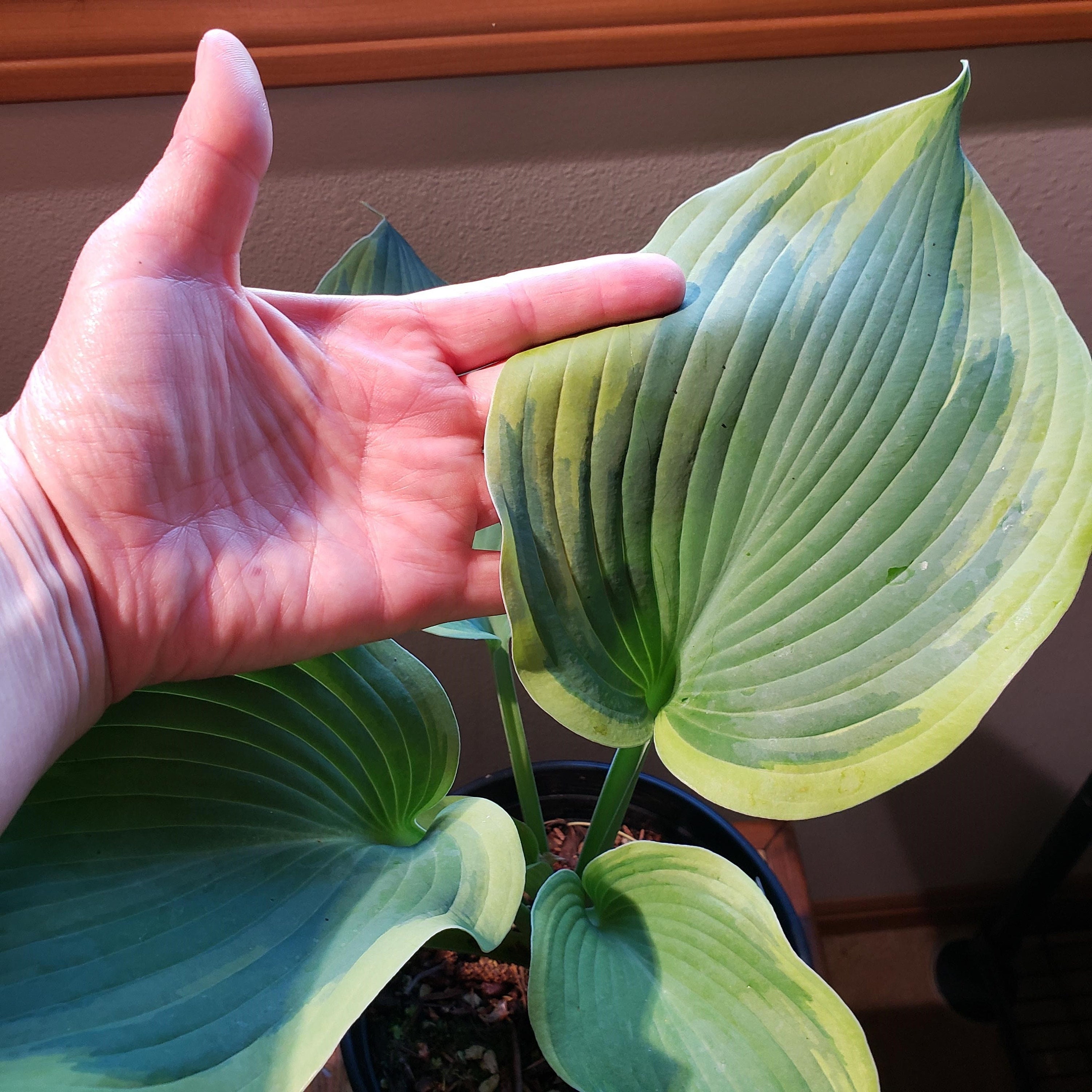 Hosta 'Mount Tom' 1 gallon pot Ships Bareroot Etsy
