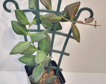 Hoya burtoniae- Wax Plant -  2.5" pot