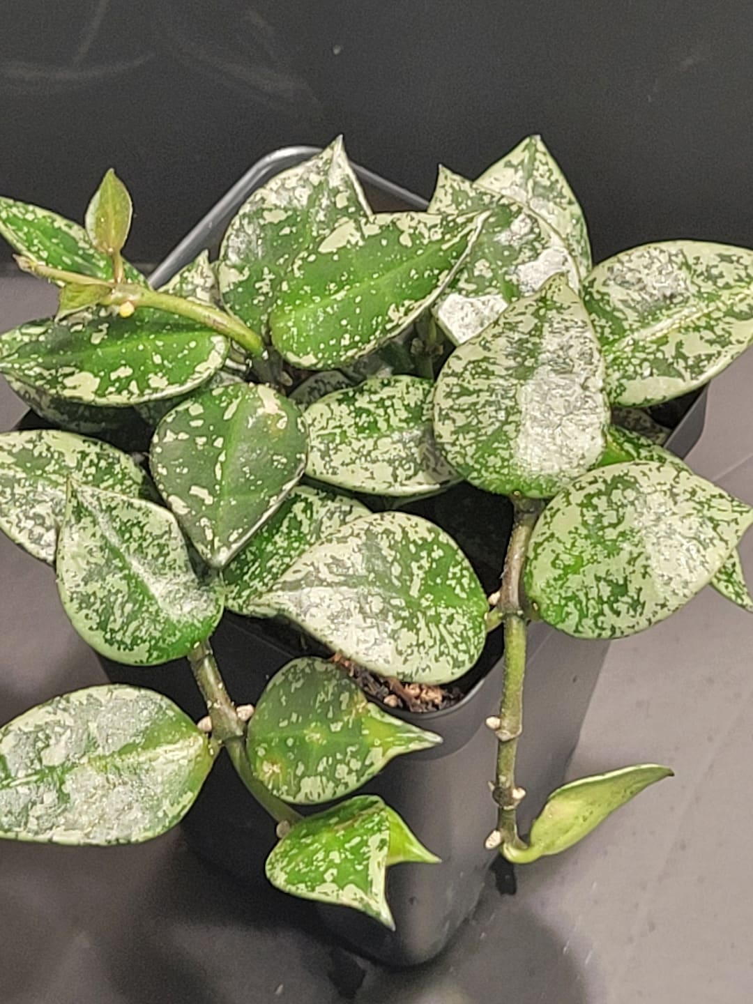 POWERS TO FLOWERS - HOYA KROHNIANA TRIS: SPLASH SUPER SILVER, BLACK, ESKIMO. VASO 13CM, piante vere - Powers to flowers - piante e fiori