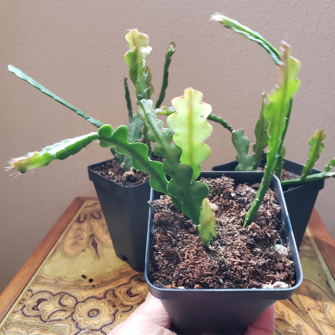 Ric Rac Orchid Cactus Epiphyllum anguliger Etsy