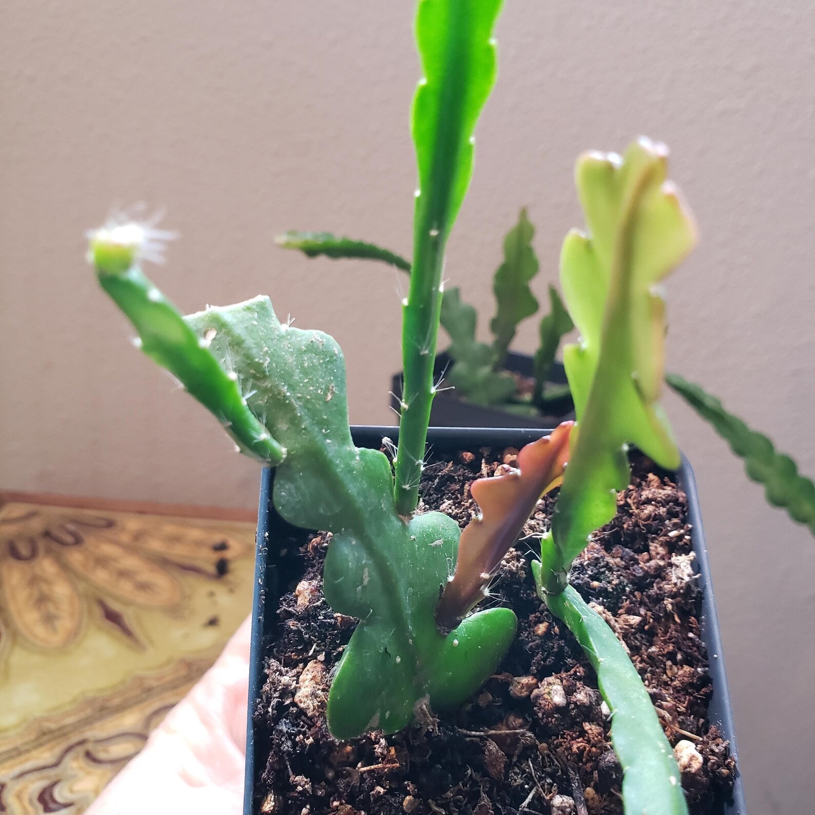 Ric Rac Orchid Cactus Epiphyllum anguliger Etsy