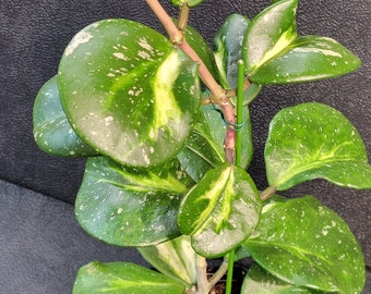 Hoya obvata 'Variegata'- 3.5" deep tree pot