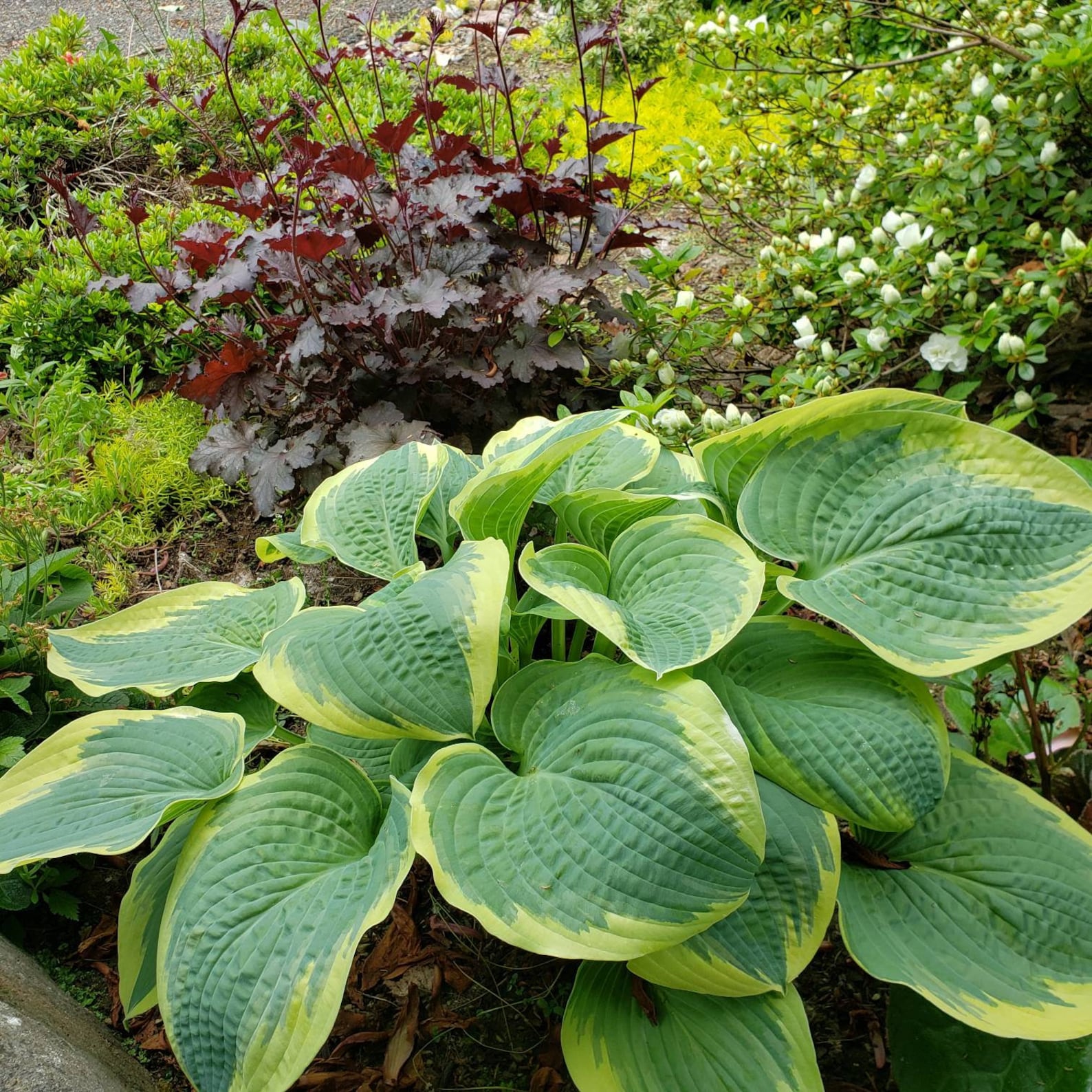 Hosta 'Mount Tom' 1 gallon pot Ships Bareroot Etsy