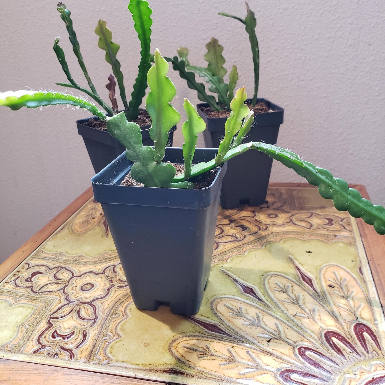 Ric Rac Orchid Cactus Epiphyllum anguliger Etsy