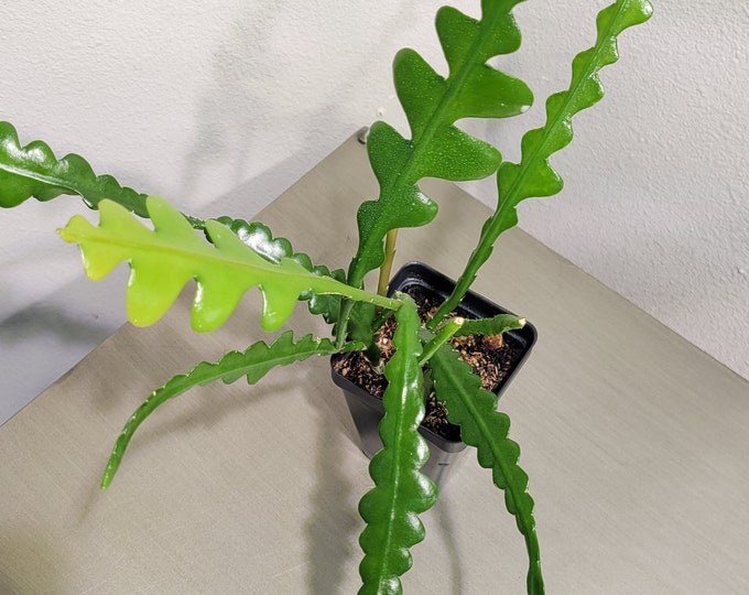 Ric Rac Orchid Cactus Epiphyllum Anguliger Etsy