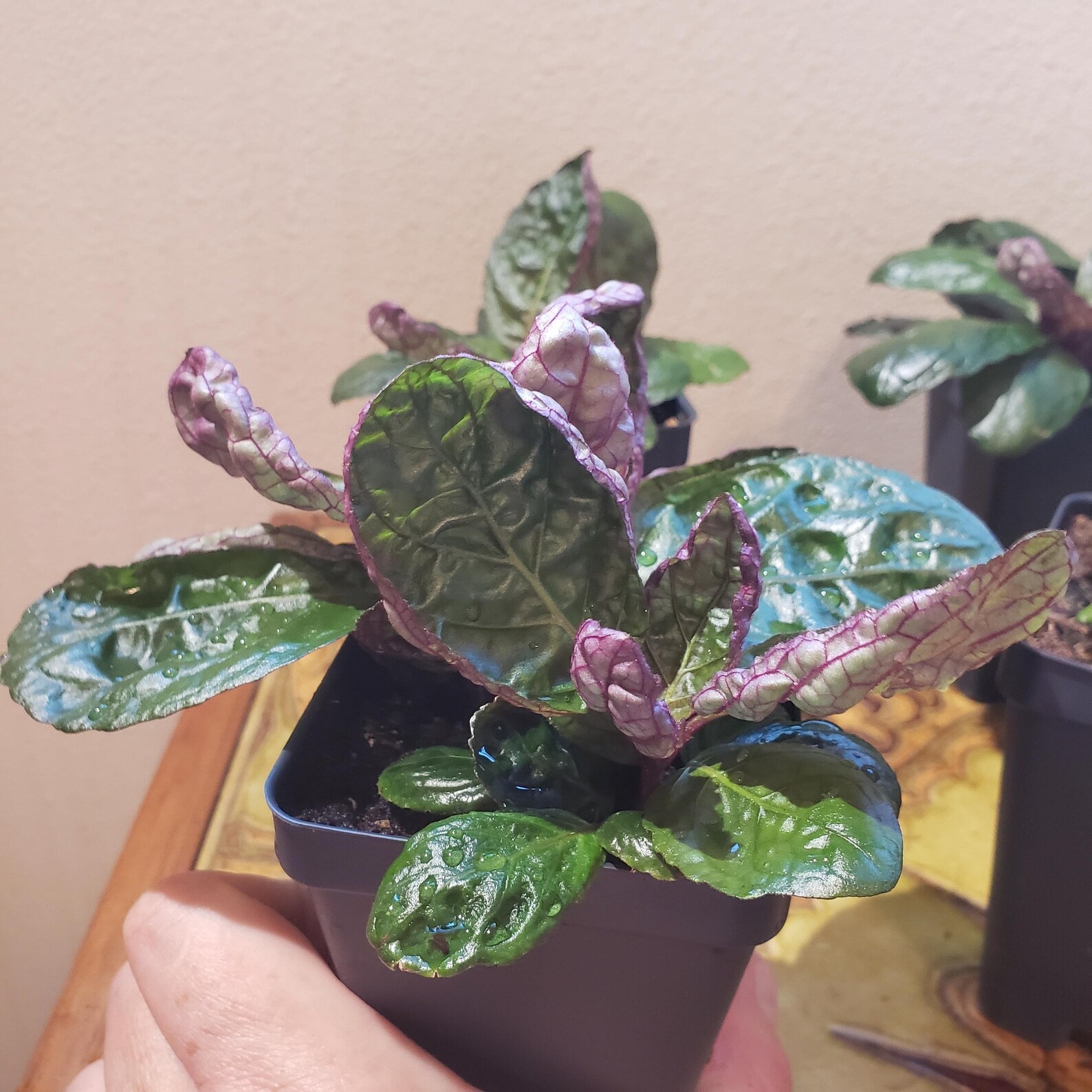 Hemigraphis alternata Purple Waffle Plant 2.5 pot Etsy