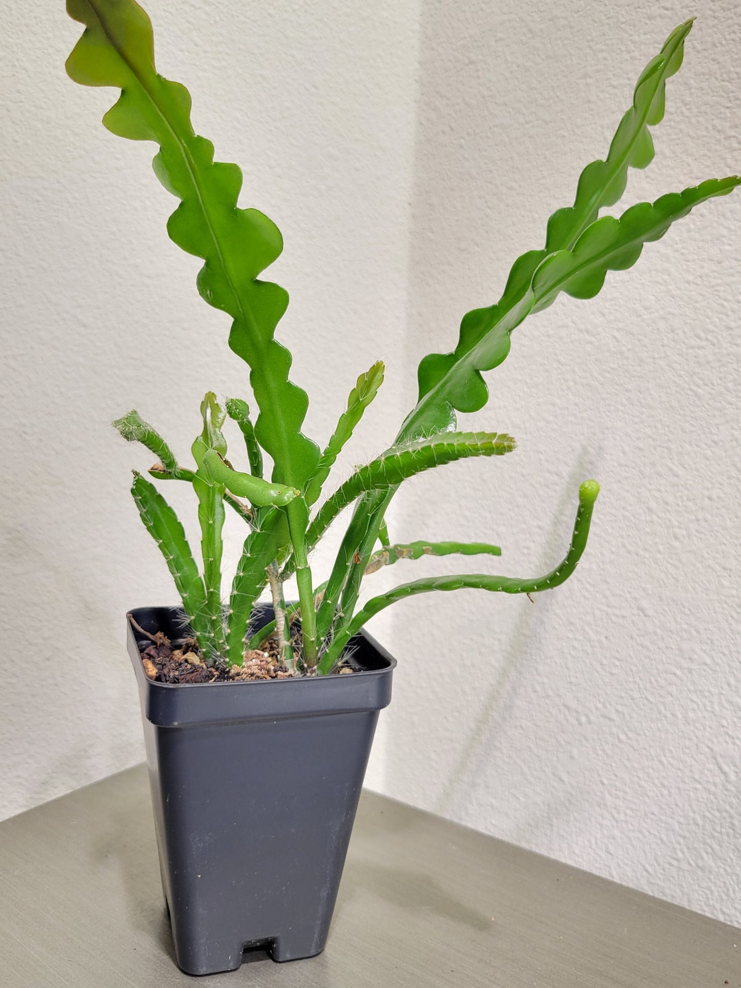 Ric Rac Orchid Cactus Epiphyllum Anguliger Etsy