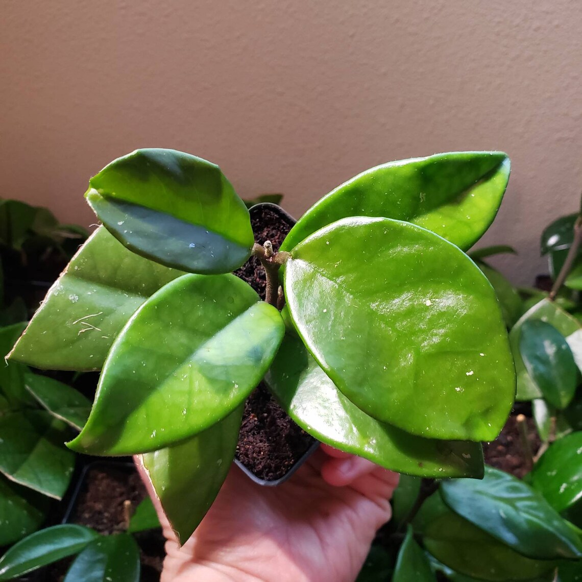 Hoya carnosa Wax Plant pot de 25 Etsy