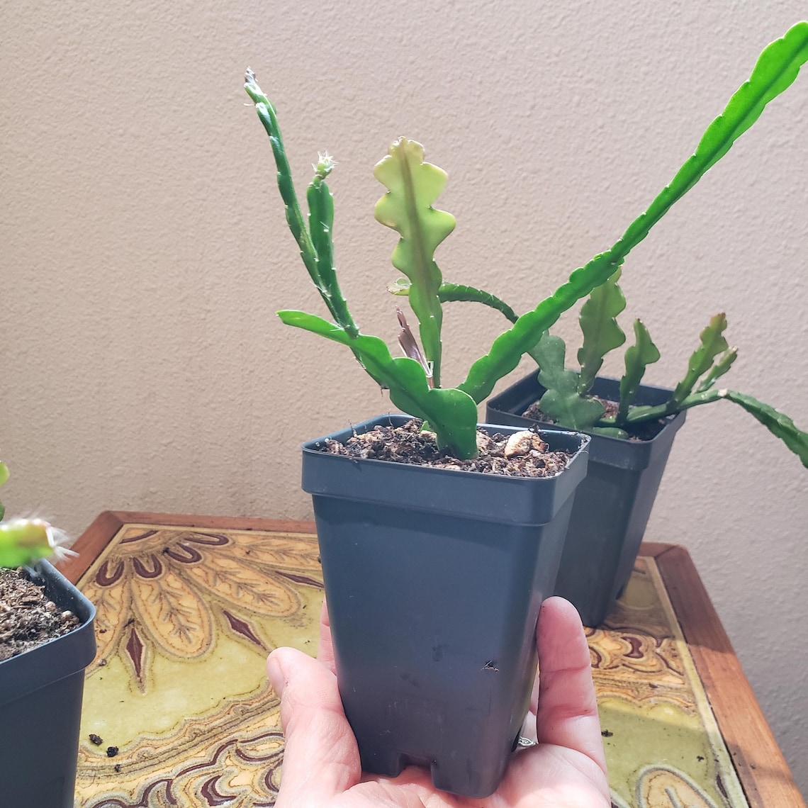 Ric Rac Orchid Cactus Epiphyllum anguliger Etsy