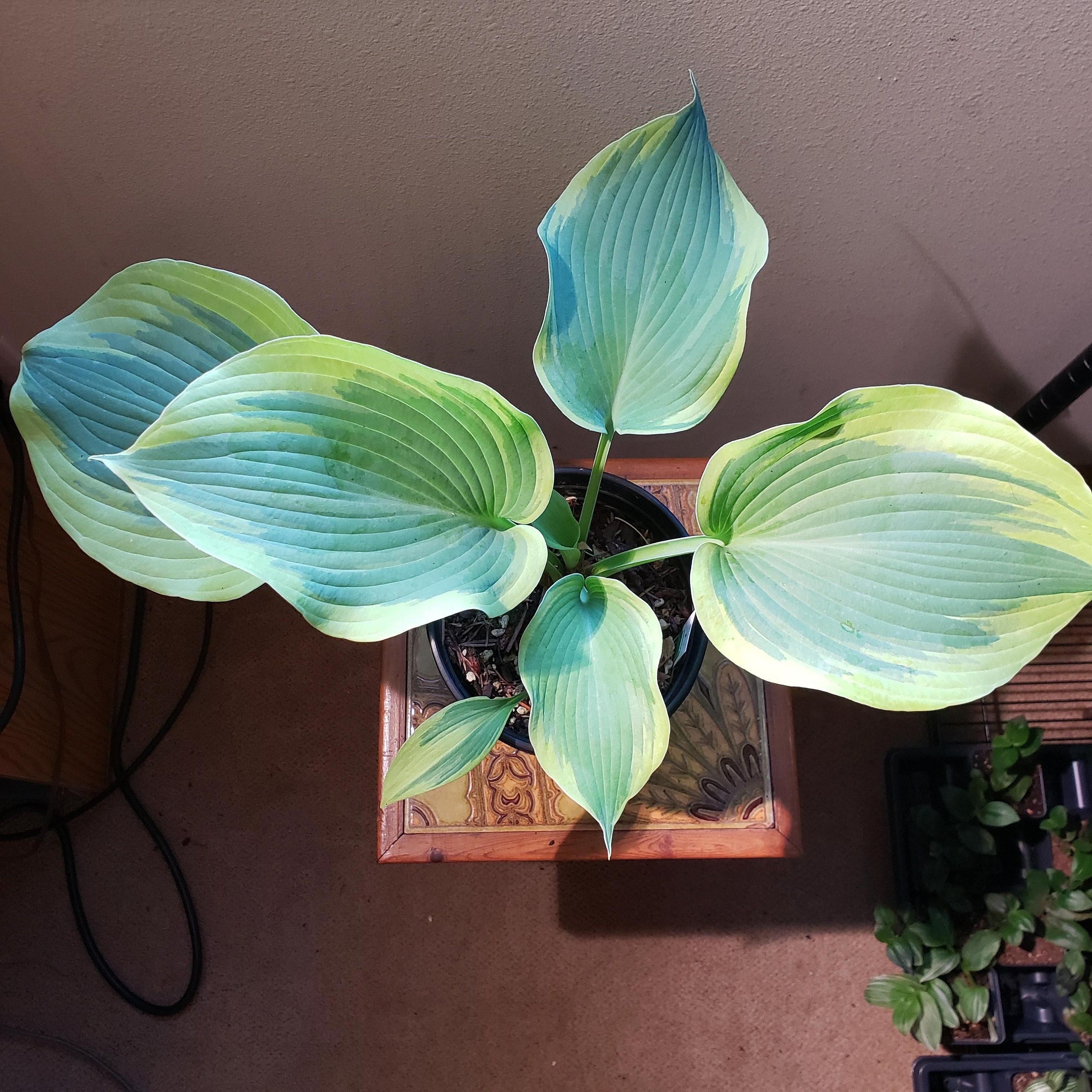 Hosta 'Mount Tom' 1 gallon pot Ships Bareroot Etsy