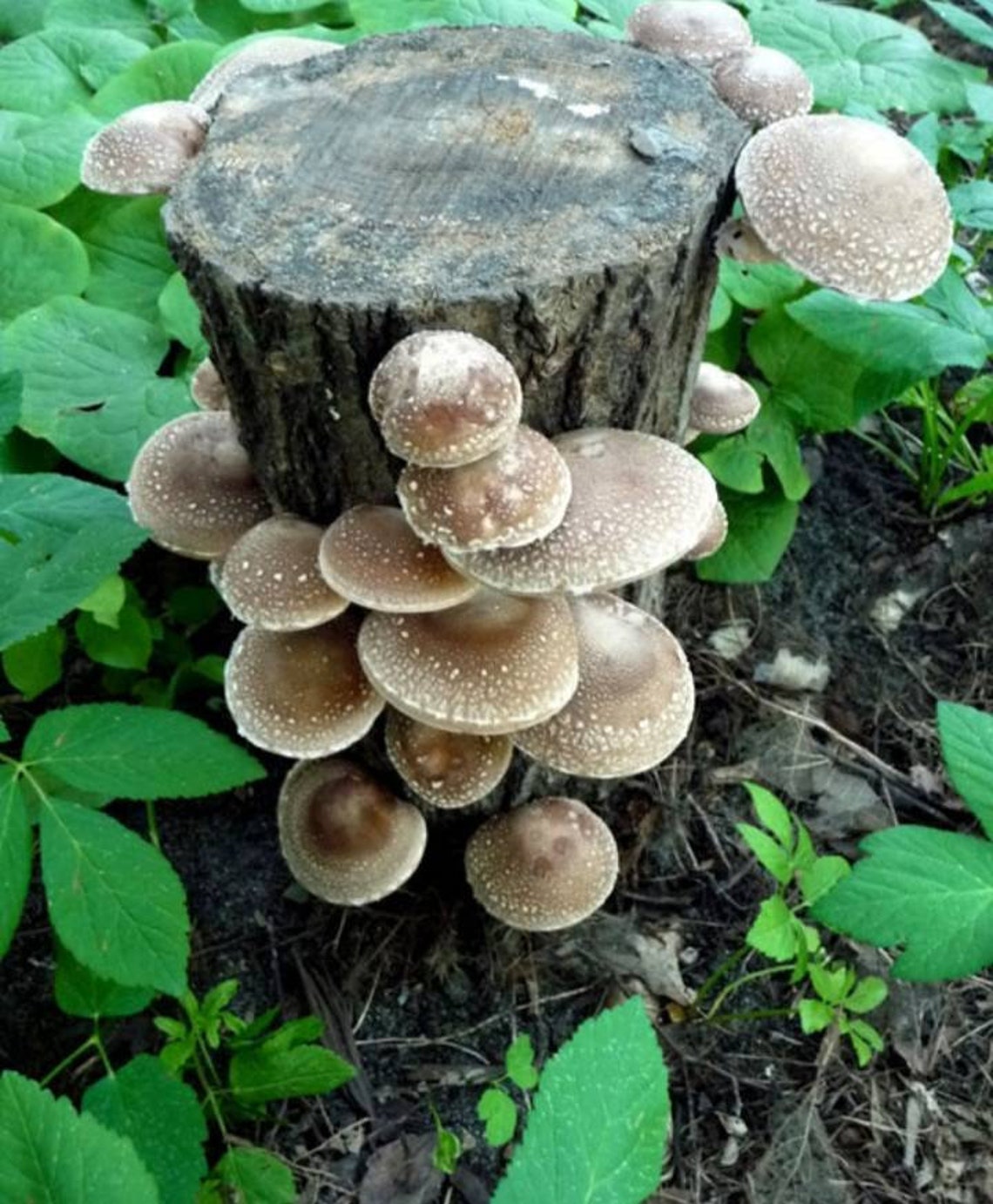 Shiitake Mushroom log Etsy