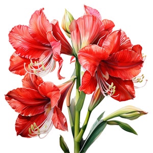 Amaryllis Procreate Stamps | 50+ Procreate Floral Stamps | Botanical ...