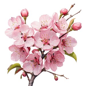 Cherry Blossom Procreate Stamps | 100+ Procreate Floral Stamps ...